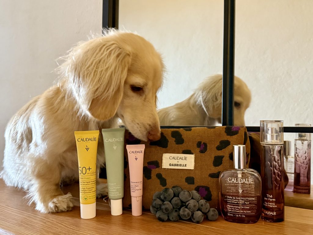 Mini cream dachshund Takkie looking at a red wine grape beside Caudalie carry-on travel essentials in Gabrielle vanity.