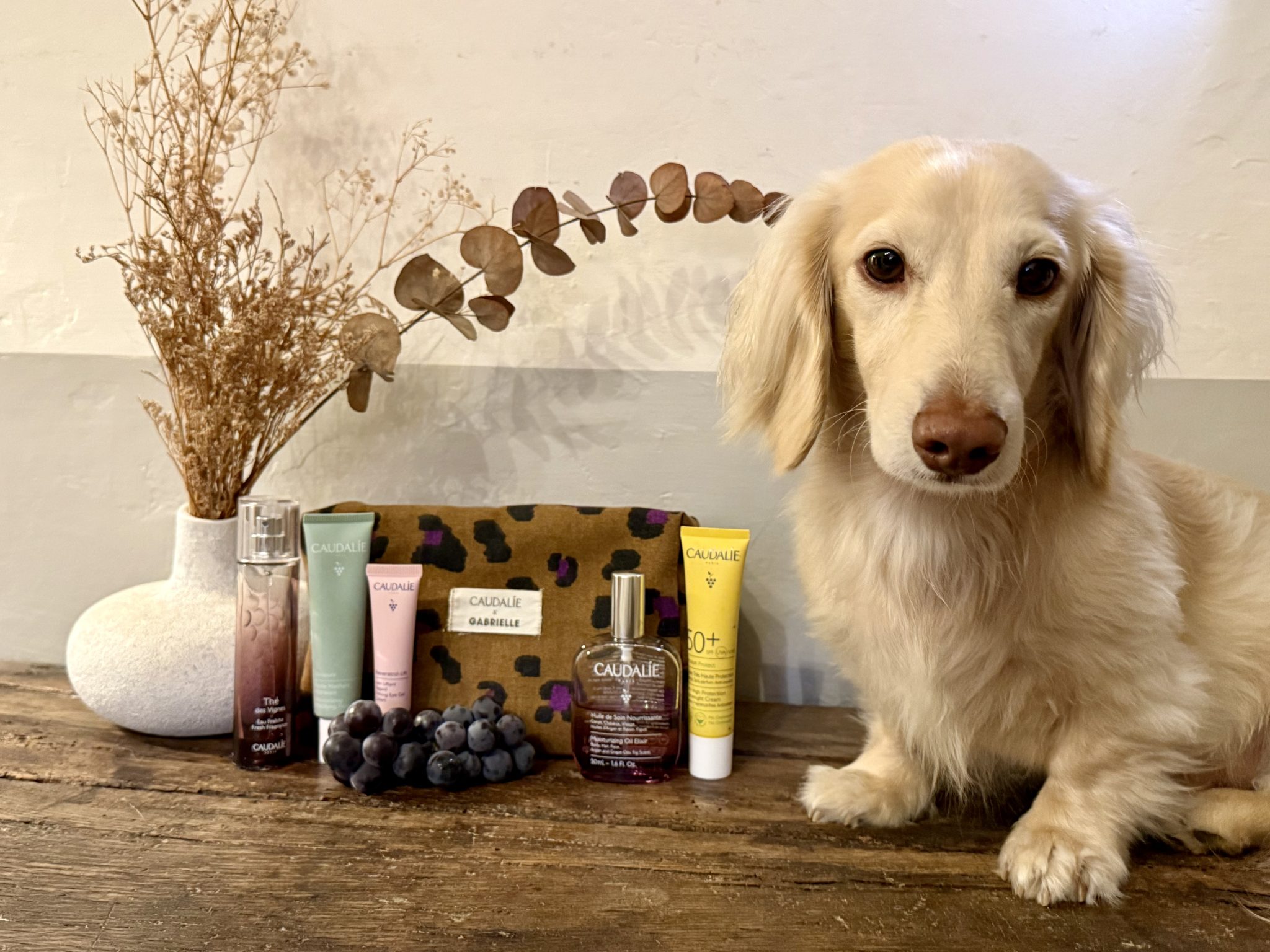 Mini cream dachshund Takkie looking at dried flowers beside Caudalie carry-on travel essentials in Gabrielle vanity.