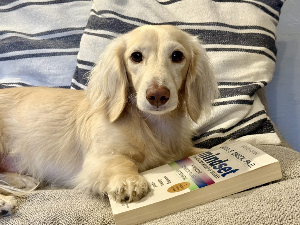 Mini cream dachshund Takkiee with the book Mindset by Carol Dweck, symbol of reinvention luxury lifestyle and personal growth at 40 on First Class Boarding Pass.