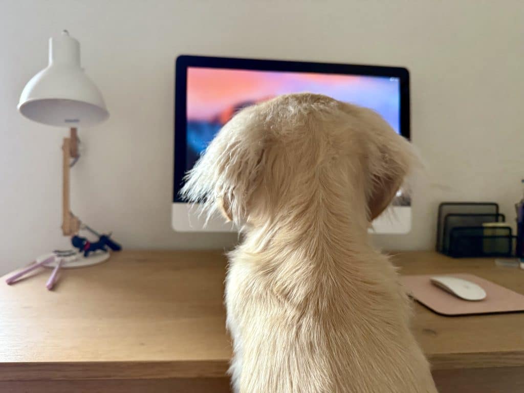 Reinvention at 40 — Jessika’s co-pilot Takkie, a cream dachshund behind the computer, a playful symbol of creative entrepreneurship and work-life balance in midlife.