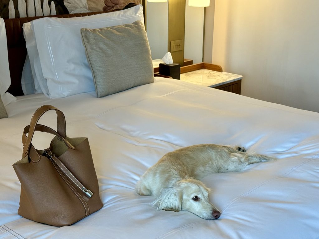 Creeam dachshund Takkie lying on a bed in a luxury hotel suite at Castelfalfi next to a Hermès Picotin bag, embodying travel and lifestyle elegance.