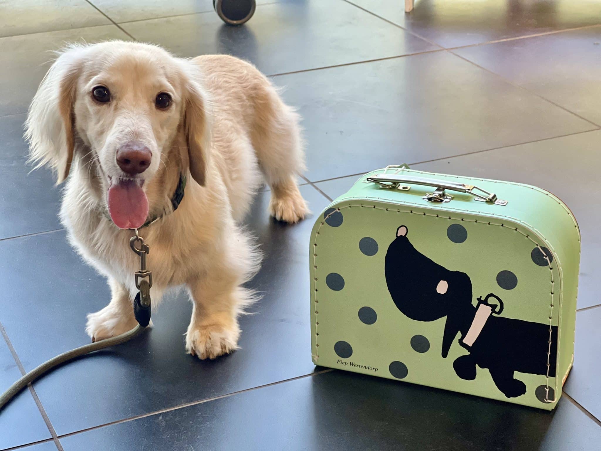 takkie-mini-cream-dachshund-travel-suitcase