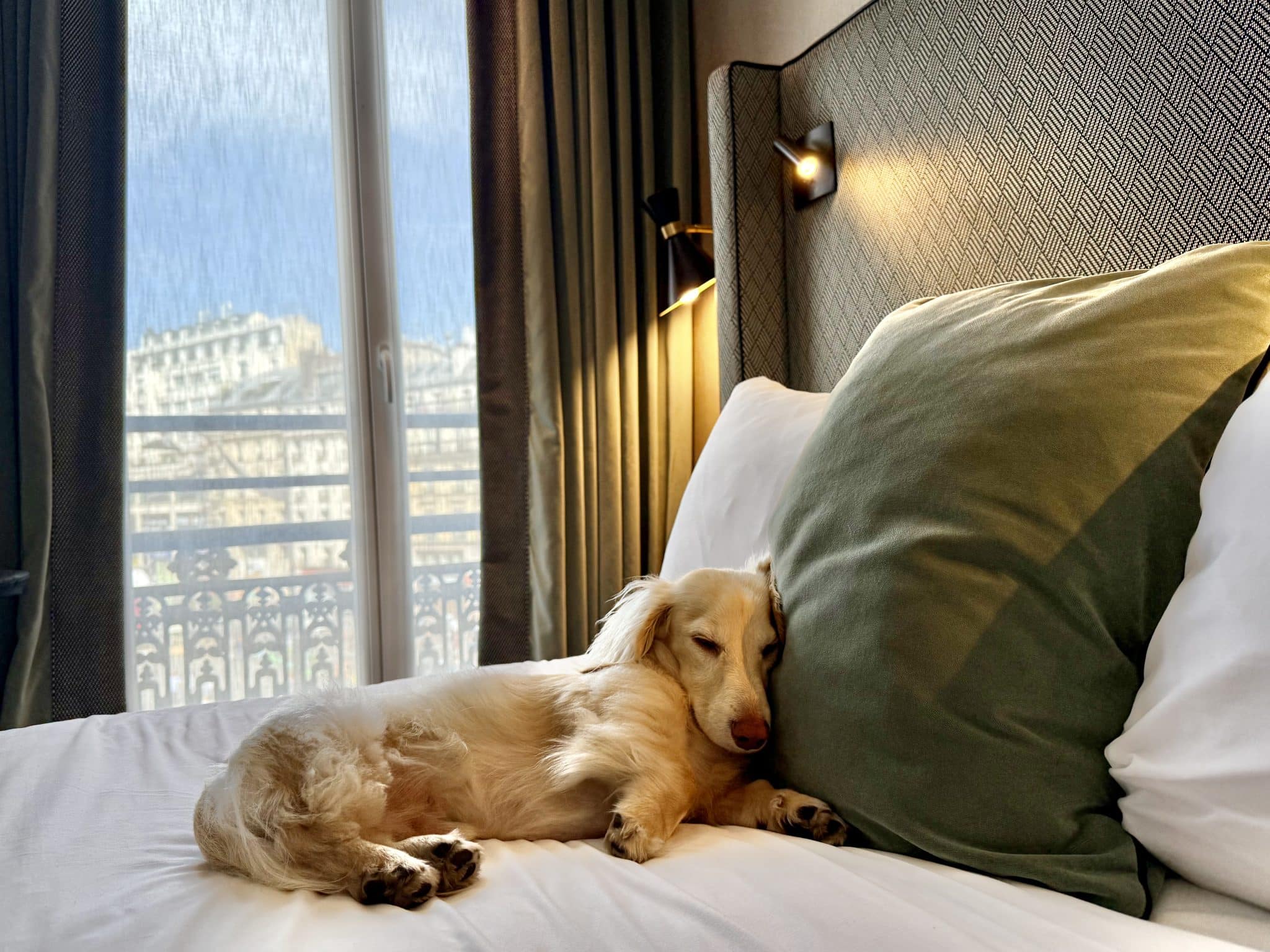 Takkie mini dachshund relaxing on a hotel bed with a window view in Paris during a luxury travel escape