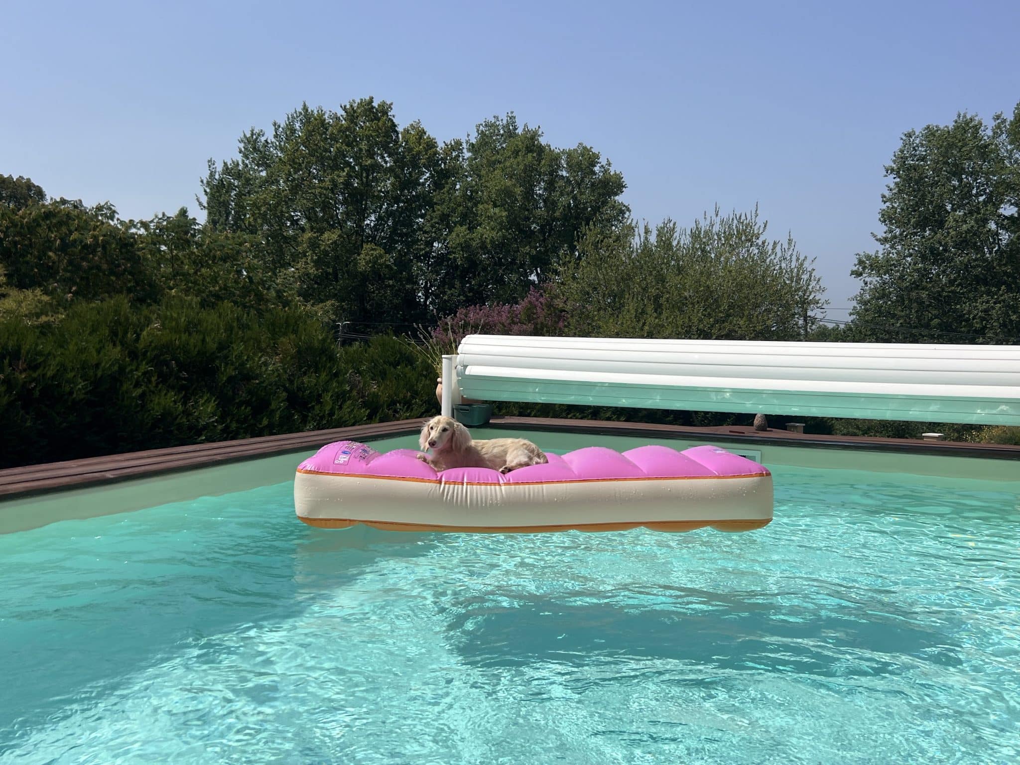 takkie-mini-dachshund-pool-float-luxury-travel