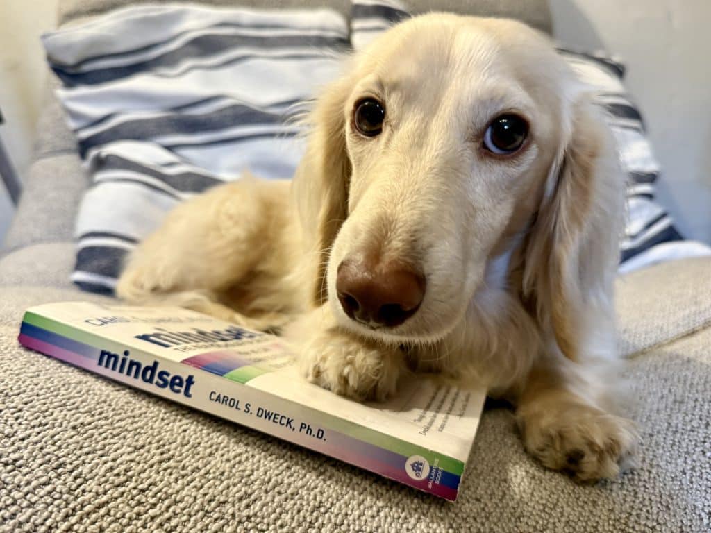 transformative mindset books for midlife reinvention read by Takkie my little cream dachshund