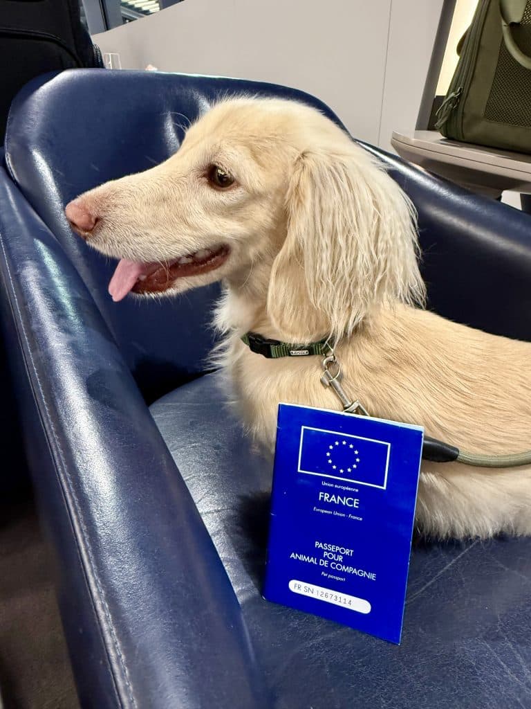 Midlife Reinvention, Takkie, a cream dachshund, sitting on a lobby chair in the airport lounge with a French passport, symbolising the journey of personal transformation.